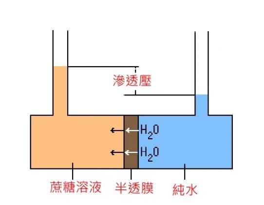 海葵净化核污水吗_海洋净化核废水_海水能净化核污水吗