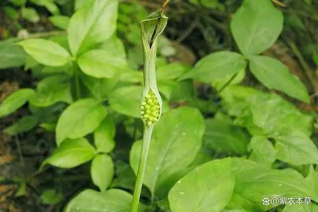 半夏生长的最适宜的温度_半夏生长环境_半夏的生长气候和土壤