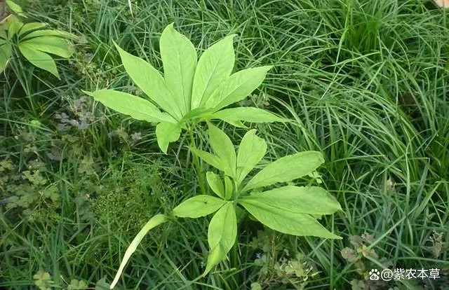 半夏的生长气候和土壤_半夏生长的最适宜的温度_半夏生长环境