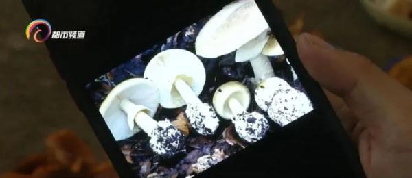 生长环境牛肝菌怎么处理_牛肝菌的生长环境_生长环境牛肝菌的作用