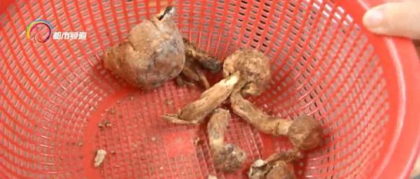 牛肝菌的生长环境_生长环境牛肝菌怎么处理_生长环境牛肝菌的作用