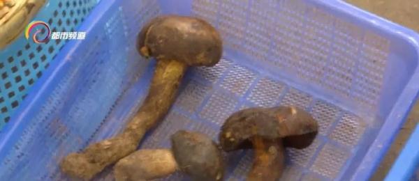 牛肝菌的生长环境_生长环境牛肝菌的作用_生长环境牛肝菌怎么处理