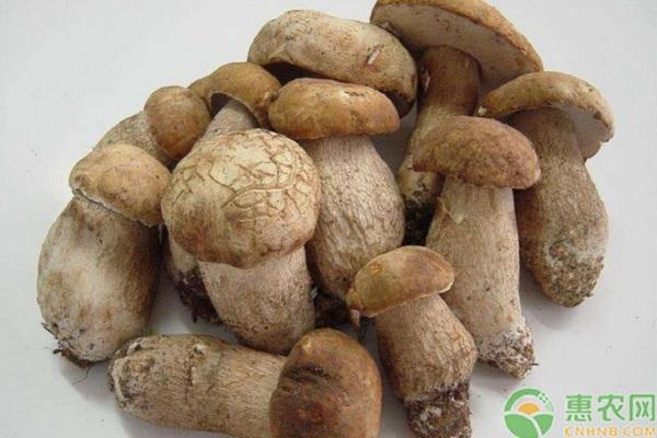 牛肝菌的生长环境和条件_生长环境牛肝菌的作用_牛肝菌的生长环境