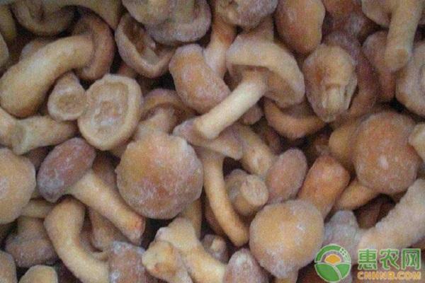 牛肝菌的生长环境_生长环境牛肝菌的作用_牛肝菌的生长环境和条件